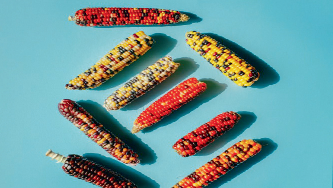 Gıda Güvenliği ve Bağımlılık Riski Taşıyan Gıdalar